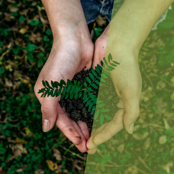 Hands out holding a plant in front of a green background, signaling sustainability.